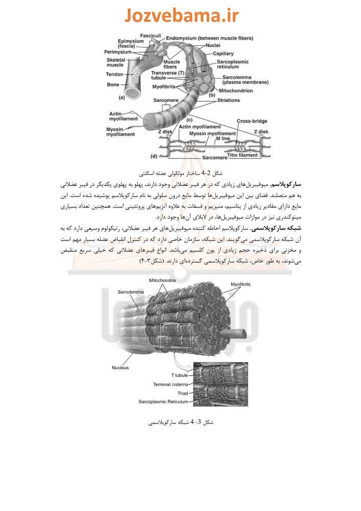 جزوه فیزیولوژی عضله اسکلتی